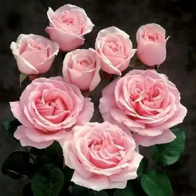 Роза ФРЕДЕРИК МИСТРАЛЬ чайно-гибридная в Речице