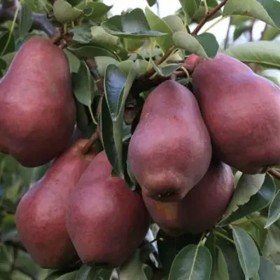 Груша РЕД ВИЛЬЯМС в Речице