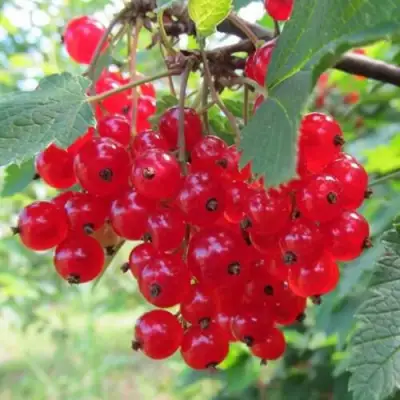 Смородина красная КРАСНАЯ АНДРЕЙЧЕНКО в Речице