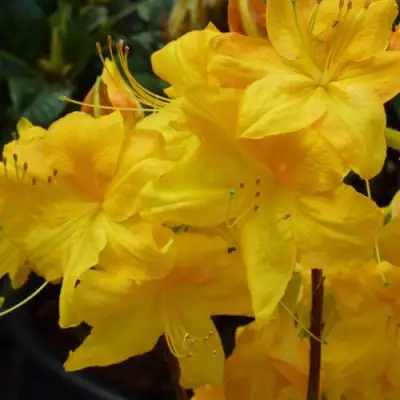 Азалия ЛИМЕТТА листопадная в Речице