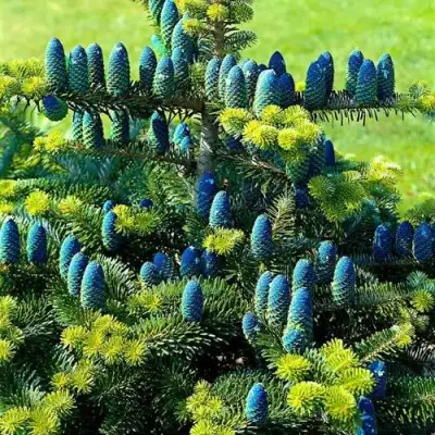 Пихта корейская  в Речице