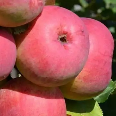 Яблоня ВЭМ-РОЗОВЫЙ в Речице