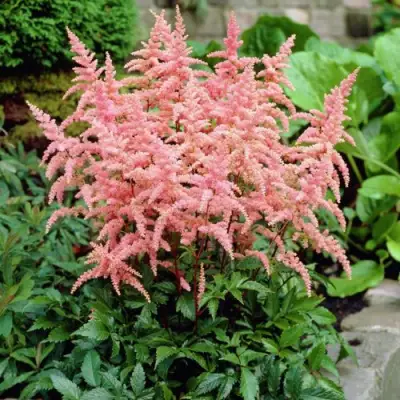 Астильба БРЕССИНГЕМ БЬЮТИ Арендса в Речице