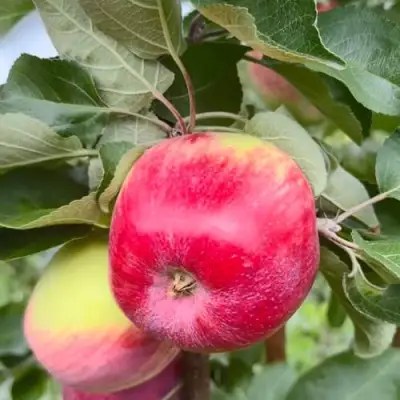 Яблоня АРБАТ колонновидная в Речице