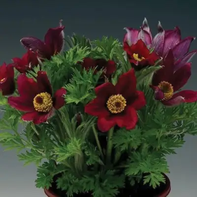 Прострел ПИНВИЛ РЕД ШЕЙДЕС в Речице