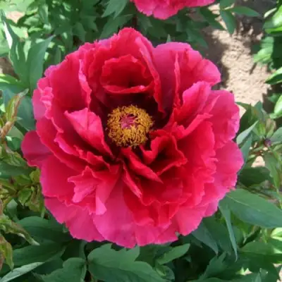 Пион КРАСНЫЙ ГИГАНТ древовидный в Речице