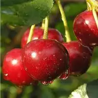 Дюк ПРЕВОСХОДНАЯ ВЕНЬЯМИНОВА в Речице