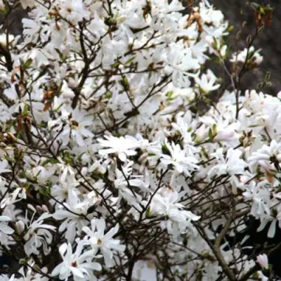 Магнолия СТЕЛЛАТА в Речице