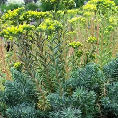 Очиток (седум) отогнутый в Речице