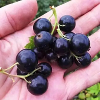 Смородина чёрная ГЕРКУЛЕС в Речице