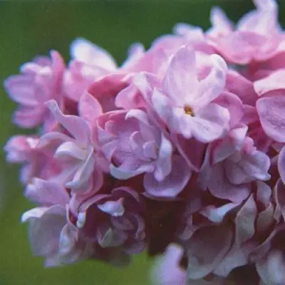 Сирень КАТЕРИНА ХАВЕМЕЙЕР в Речице