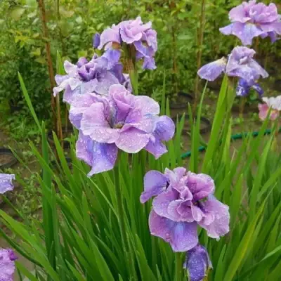 Ирис ХЭВИНГ ФАН сибирский в Речице