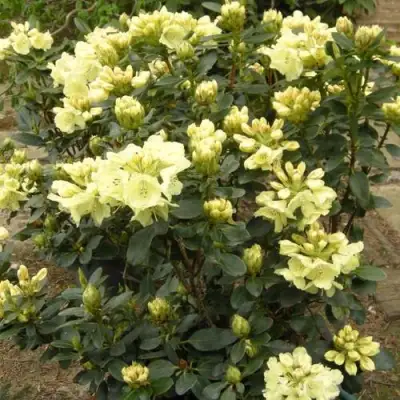 Рододендрон ГОЛДКРОН в Речице