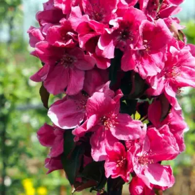 Яблоня МАЛИНОВОЕ ОЖЕРЕЛЬЕ колонновидная в Речице