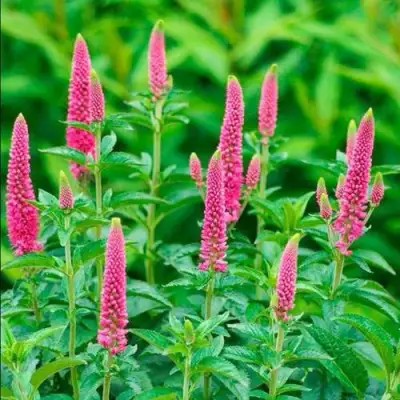 Вероника РОНИКА ФУКСИЯ в Речице