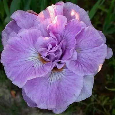 Ирис ИМПЕРИАЛ ОПАЛ сибирский в Речице