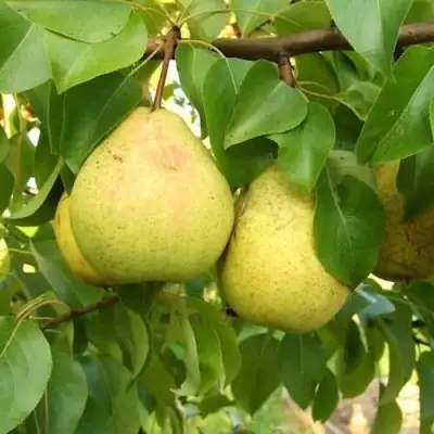 Груша ВЕЛИКАЯ ЛЕТНЯЯ (БОЛЬШАЯ ЛЕТНЯЯ) в Речице