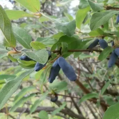 Жимолость съедобная ПУШКИНСКАЯ в Речице