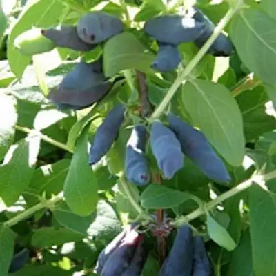 Жимолость съедобная НИМФА (ГАММА) в Речице