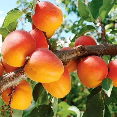 Абрикос ТРИУМФ СЕВЕРНЫЙ в Речице
