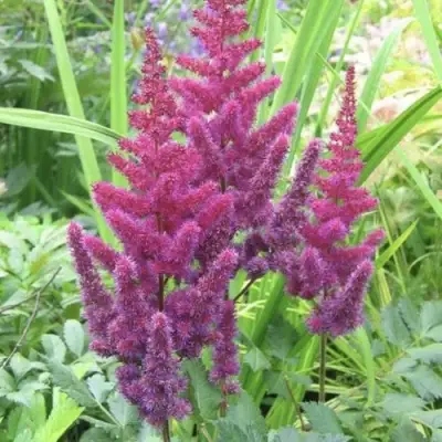 Астильба КАРАОКЕ ПАРТИ китайская в Речице