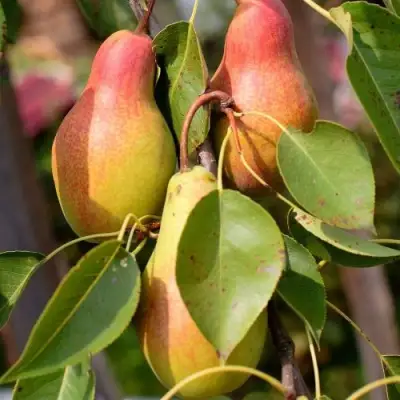 Груша РУССКАЯ КРАСАВИЦА (КРАСАВИЦА ЧЕРНЕНКО) в Речице