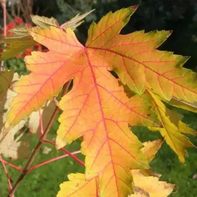 Клен серебристый в Речице