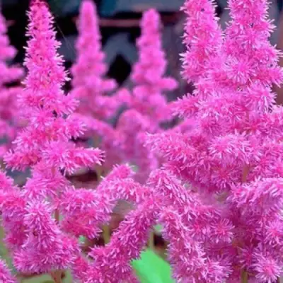 Астильба АМЕТИСТ Арендса в Речице