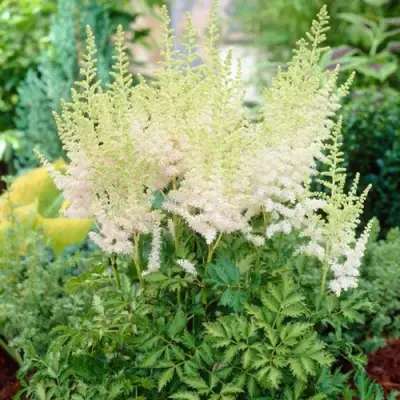 Астильба МИЛК ЭНД ХАНИ китайская в Речице