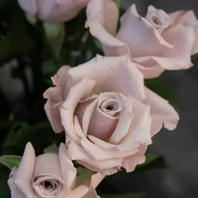 Роза МЕНТА чайно-гибридная в Речице