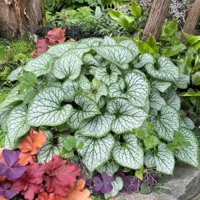 Бруннера ДЖЭК ФРОСТ в Речице