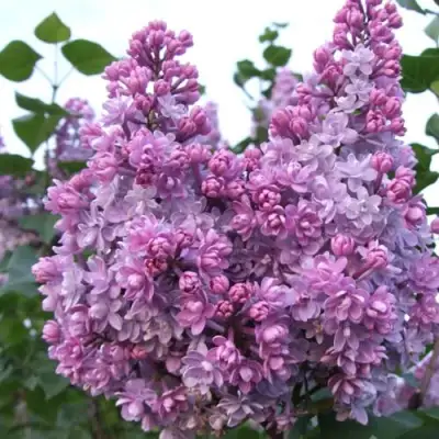 Сирень КОЛХОЗНИЦА в Речице