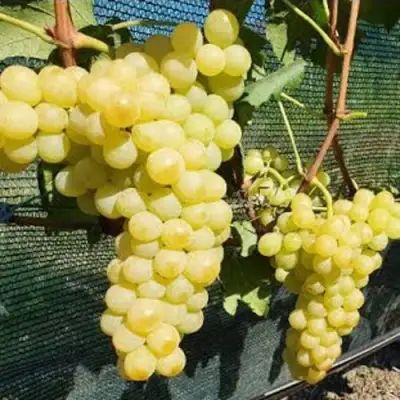 Виноград КИШМИШ ЗОЛОТЦЕ в Речице