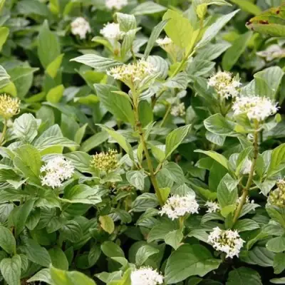 Дерен ФЛАВИРАМЕА отпрысковый в Речице