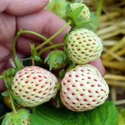 Клубника АНАНАСА ремонтантная в Речице