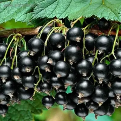 Смородина черная БЕН КОНАН в Речице