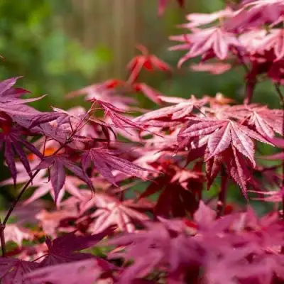 Клен дланевидный АТРОПУРПУРЕУМ в Речице