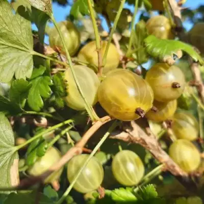Крыжовник БЕЛОРУCСКИЙ САХАРНЫЙ 2 в Речице
