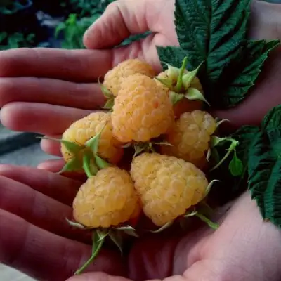 Малина ЗЮГАНА ЗОЛОТАЯ в Речице