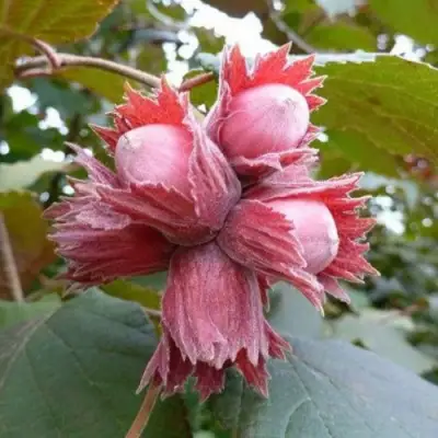 Фундук СКАРЛЕТТ в Речице