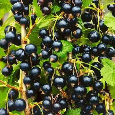 Смородина чёрная ИЗЮМНАЯ в Речице