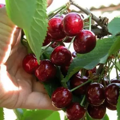 Черешня СЮБАРОВСКАЯ в Речице