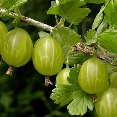 саженцы крыжовника уральский бесшипный