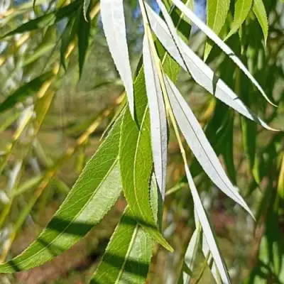 Ива ВИТЕЛЛИНА белая  в Речице