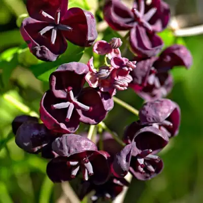 Акебия ПЯТЁРНАЯ  в Речице