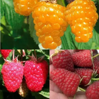 Комплект ЗОЛОТАЯ МАЛИНА в Речице