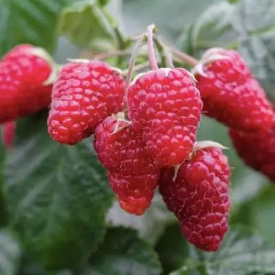 Малина МАРОСЕЙКА в Речице