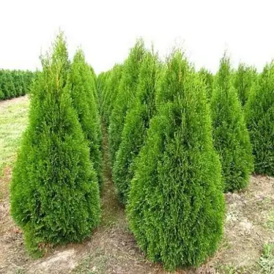 Туя СМАРАГД западная в Речице