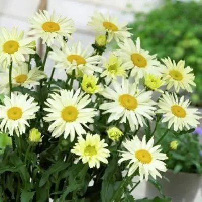 Нивяник БРОДВЕЙ ЛАЙТС великолепный в Речице