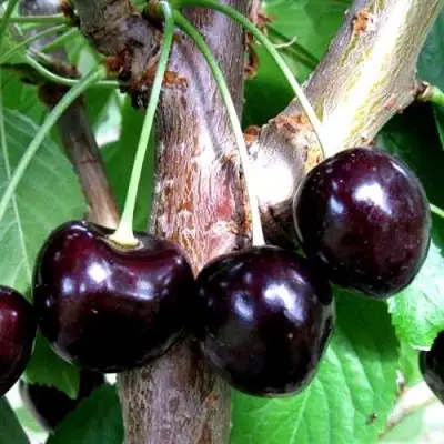 Вишня ШОКОЛАДНИЦА в Речице